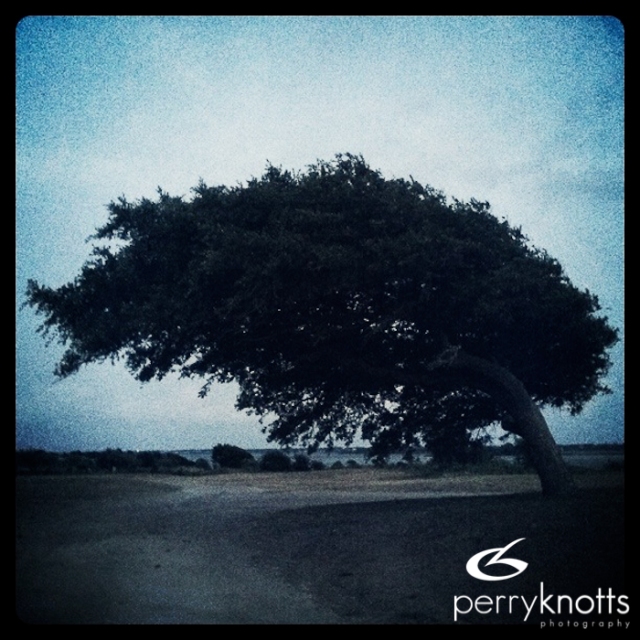 Wind Blown Tree - Instagram